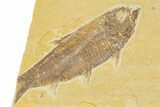 Limestone with Two Fossil Fish (Knightia) - Wyoming #345403-1